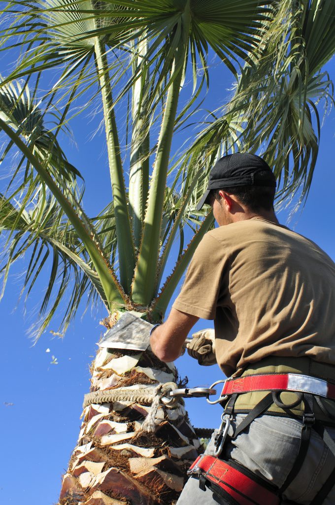 palm-tree-trimming-corpus-christi-landscaping-pros